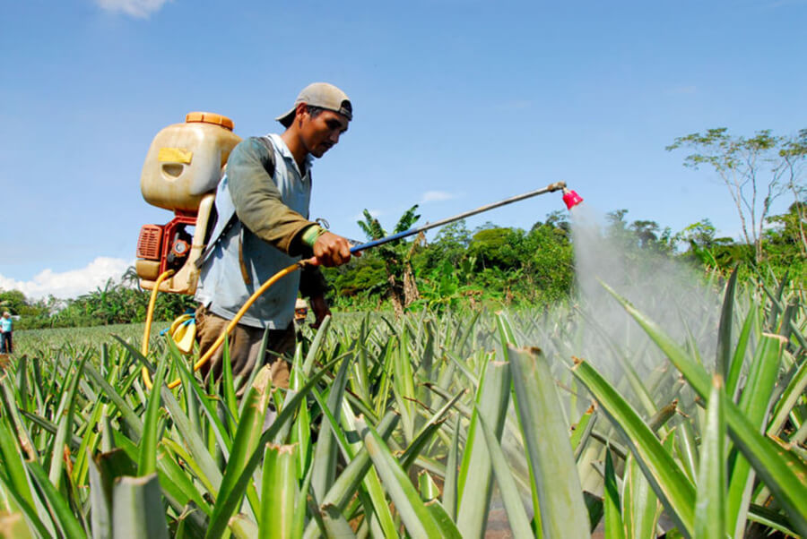 86,000 empleos en agricultura ayudarán a nicaragüenses en Costa Rica