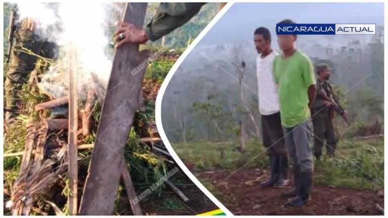 Ejército de Nicaragua captura a dos nicaragüenses que cultivaban marihuana