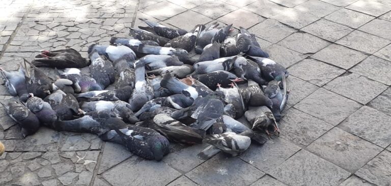 Palomas caen muertas en Parque de Granada