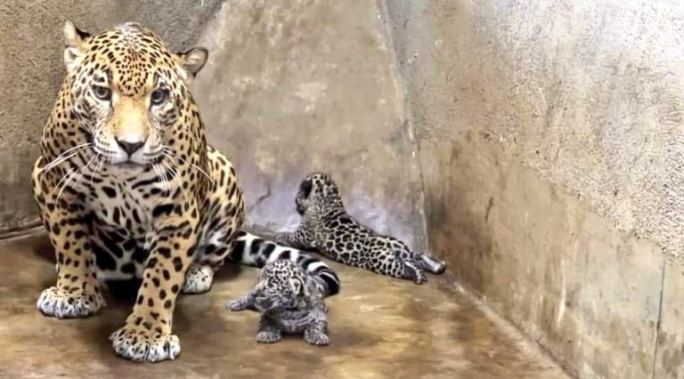 Nacen dos jaguares en peligro de extinción en el Zoológico Nacional
