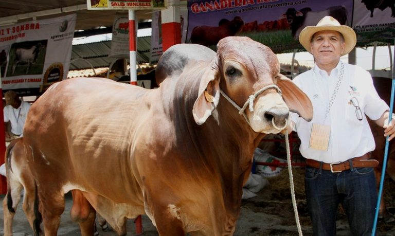 feria expica cancelada por daniel ortega foto cortesia el nuevo diario