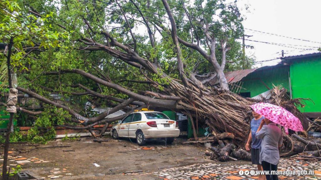 arbol es arrancado por vientos del huracan julia en un barrio de managua