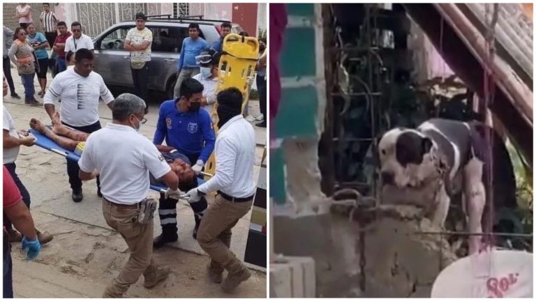 perro pitbull no sera sacrificado tras morder a un ladron dentro de la casa de sus dueños