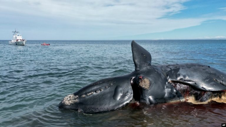 Argentina ballenas