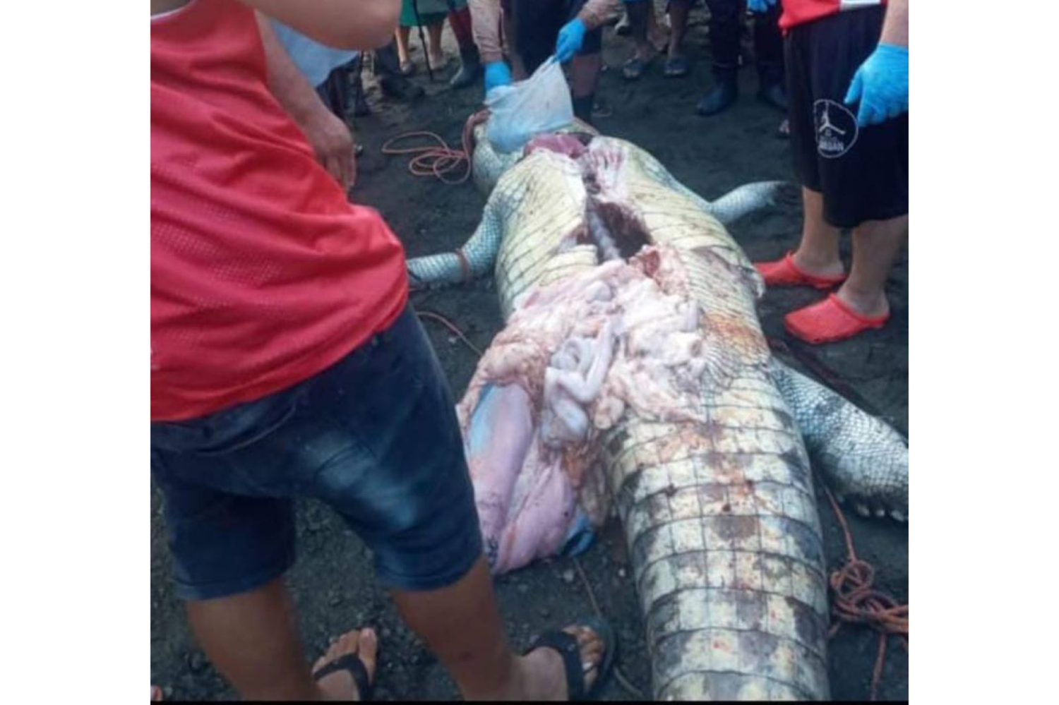 Matan a cocodrilo que devoró a niño nicaragüense en río de Costa Rica FOTO: LA TEJA