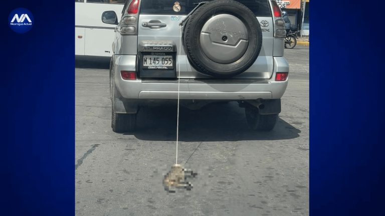 Conductor es captado arrastrando a un Gato