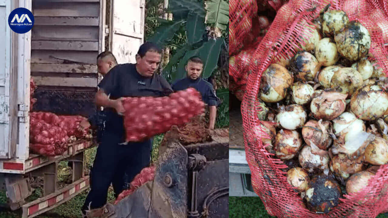 Ministerio de Seguridad Pública decoisa 2.5 toneladas de cebollas podridas provenientes de Nicaragua