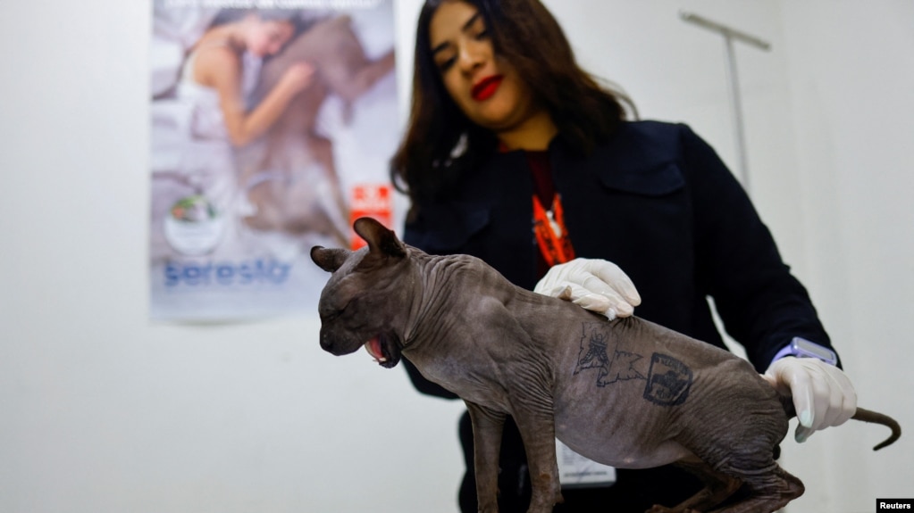 Gato tatuado México