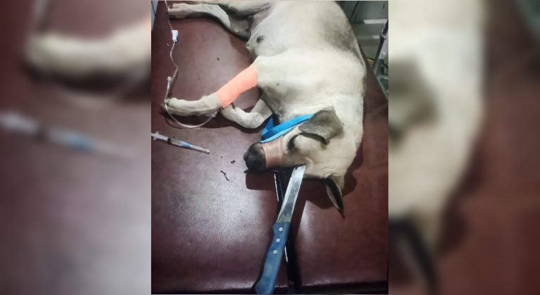 Clavan cuchillo a perrita embarazada/Nicaragua Actual