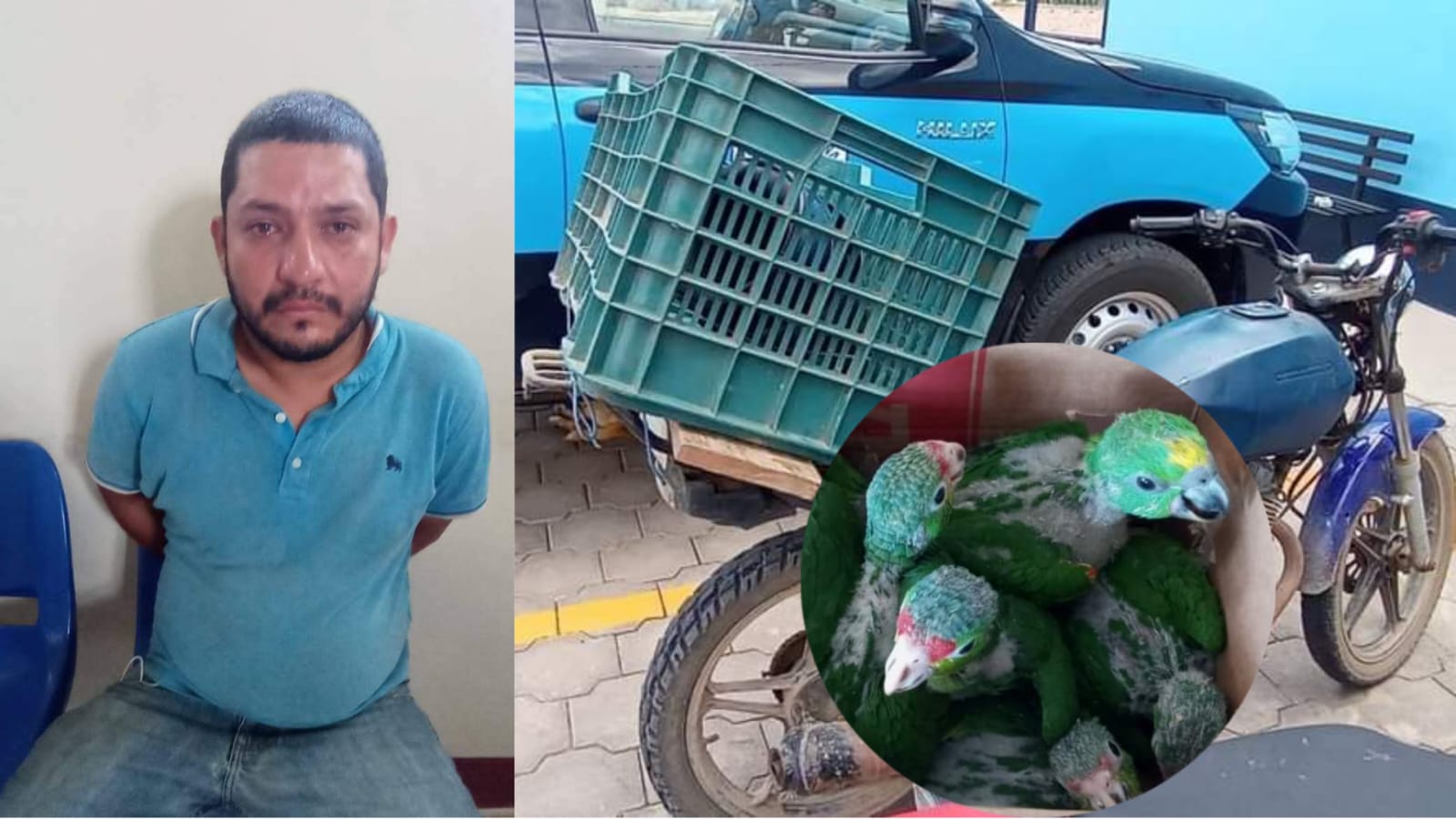 Policía y Marena capturan a sospechoso por tráfico de animales. Foto: redes sociales