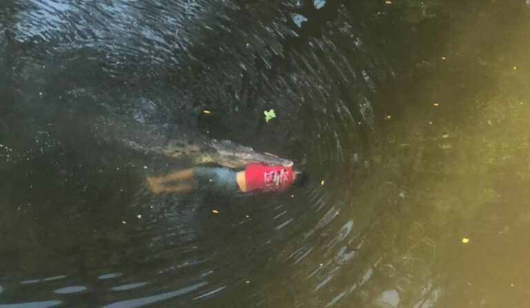cocodrilo caza y mata a joven en río de Costa Rica foto cortesía