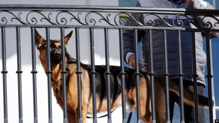 Commander, el perro de la familia Biden, en la Casa Blanca en Washington, el 21 de noviembre de 2022.