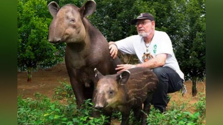 Eduardo Sacasa posa junto a madre e hija tapir. Nicaragua Actual