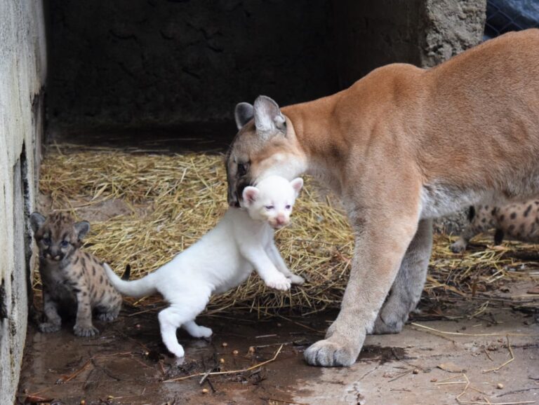 Nace en Juigalpa un puma albino foto cortesía de Zoológico Thomas Belt