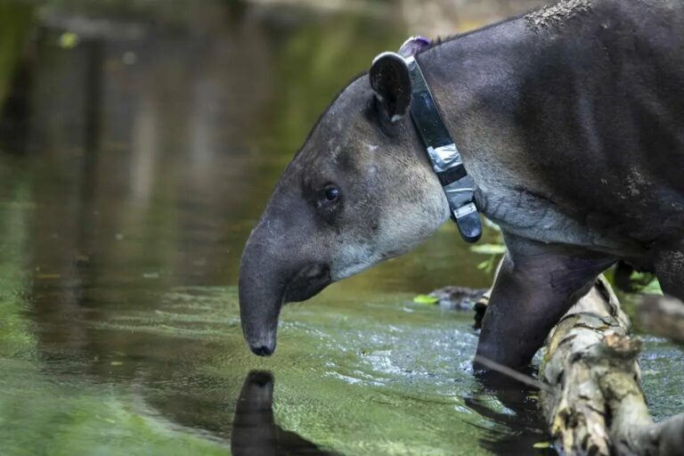 Dantos o tapir en Nicaragua.