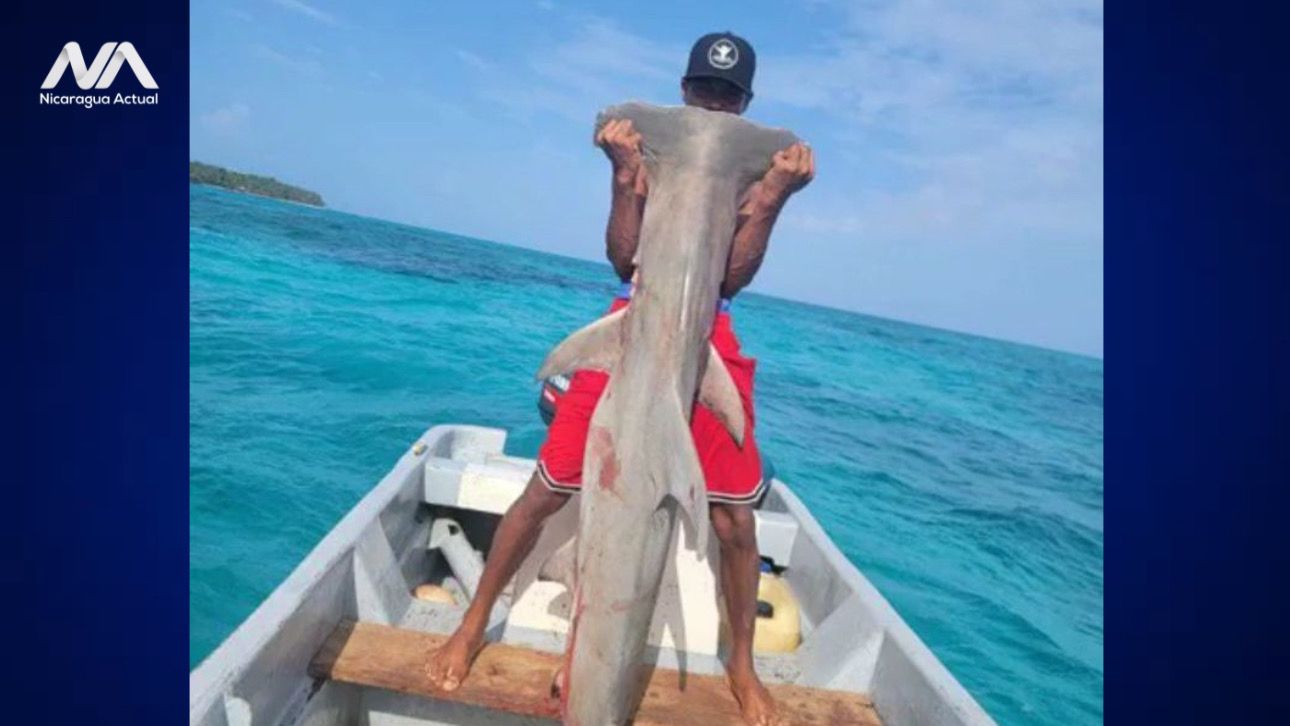 denuncian pesca ilegal de pez martillo en Corn Island Nicaragua