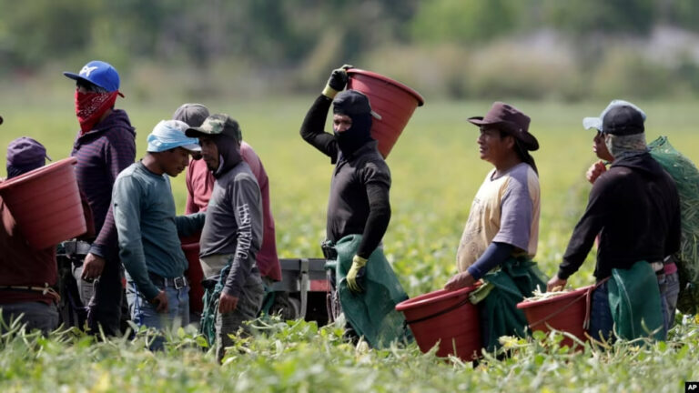Trabajadores agrícolas, considerados trabajadores esenciales bajo la pandemia de COVID-19, cosechan frijoles en Homestead, Florida el 12 de mayo de 2020.