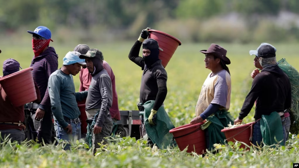 Trabajadores agrícolas, considerados trabajadores esenciales bajo la pandemia de COVID-19, cosechan frijoles en Homestead, Florida el 12 de mayo de 2020.