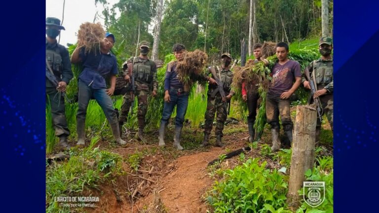 Ejército decomisa Marihuana en plantaciones de Maíz en Jinotega Foto Nicaragua Actual