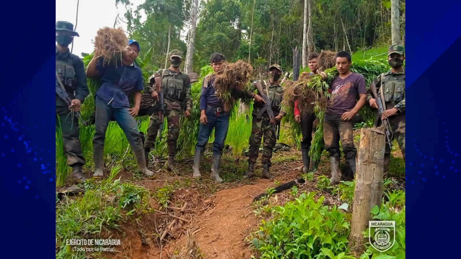 Ejército decomisa Marihuana en plantaciones de Maíz en Jinotega Foto Nicaragua Actual