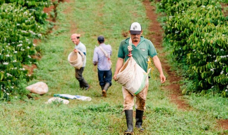 Mercon Coffee Group Nicaragua Actual