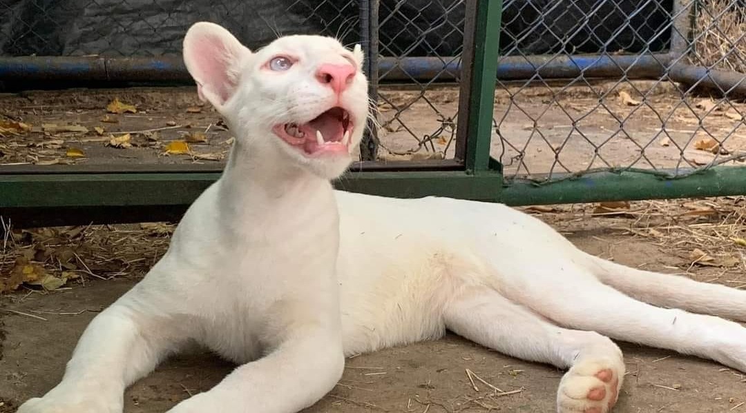 Crece sana puma albino Itzae, la atracción del zoológico de Juigalpa.