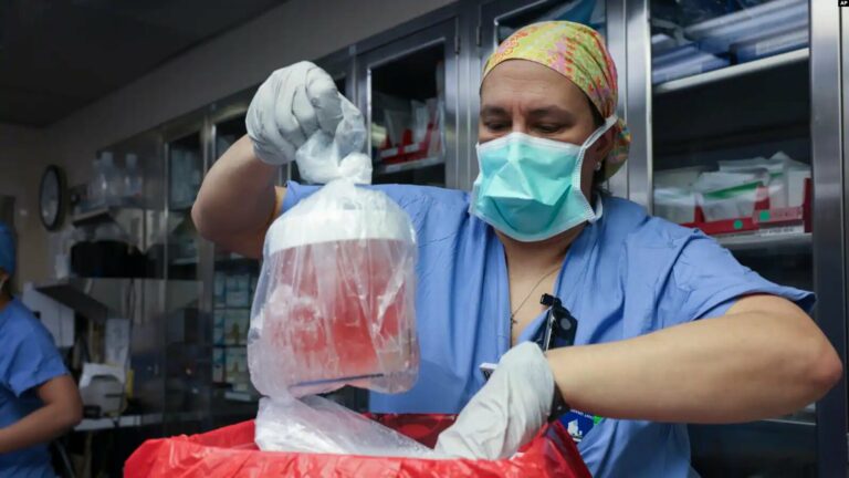 ARCHIVO: Una especialista en prácticas de enfermería saca un riñón de cerdo de su caja para prepararlo para un trasplante en el Hospital General de Massachusetts, el 16 de marzo de 2024, en Boston.