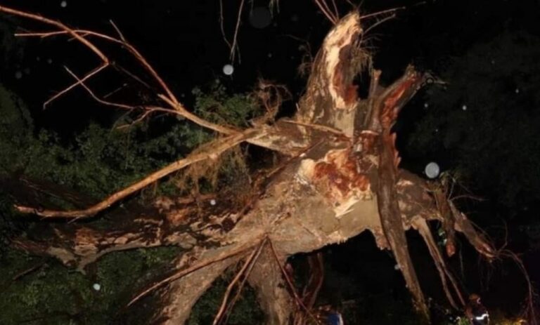 arbol cae sobre hombre foto cortesia