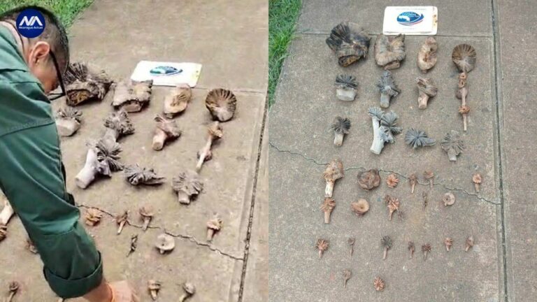Costa Rica: Detienen a nicaragüense que iba a traficar hongos hacia Nicaragua